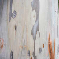 Eucalyptus saligna